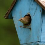 Photo d'une niche à oiseaux avec un oiseau qui sort